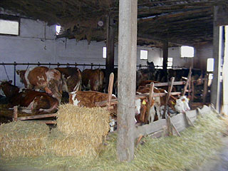 FARM DAVIDOVIC I SINOVI Farms, machines for animal feed Bogatic - Photo 2