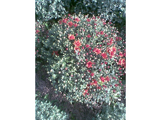 RASADNIK JARMENOVCI Cveće i cvećare Topola - Slika 2