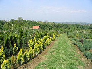 NURSERY LEPO POLJE Ljig - Photo 1