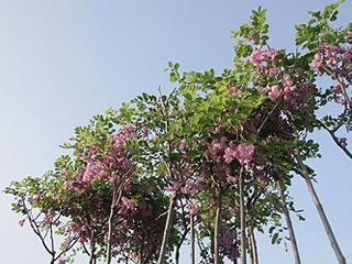 NURSERY LEPO POLJE Seed plots, garden decoration Ljig - Photo 3