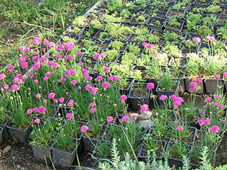 NURSERY LEPO POLJE Seed plots, garden decoration Ljig - Photo 5