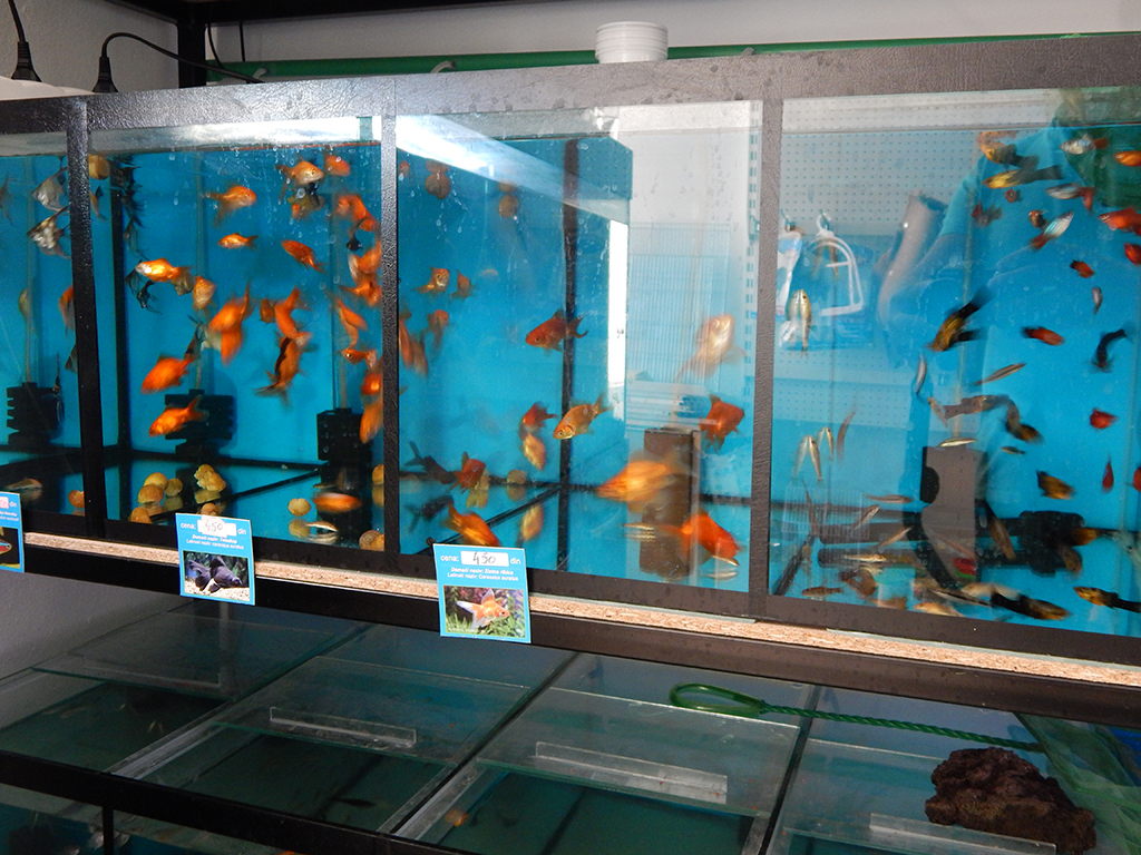 Photo 2 - ANIMAL KINGDOM - Kennels, Pozega