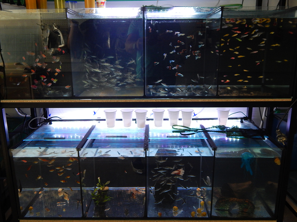 Photo 3 - ANIMAL KINGDOM - Kennels, Pozega