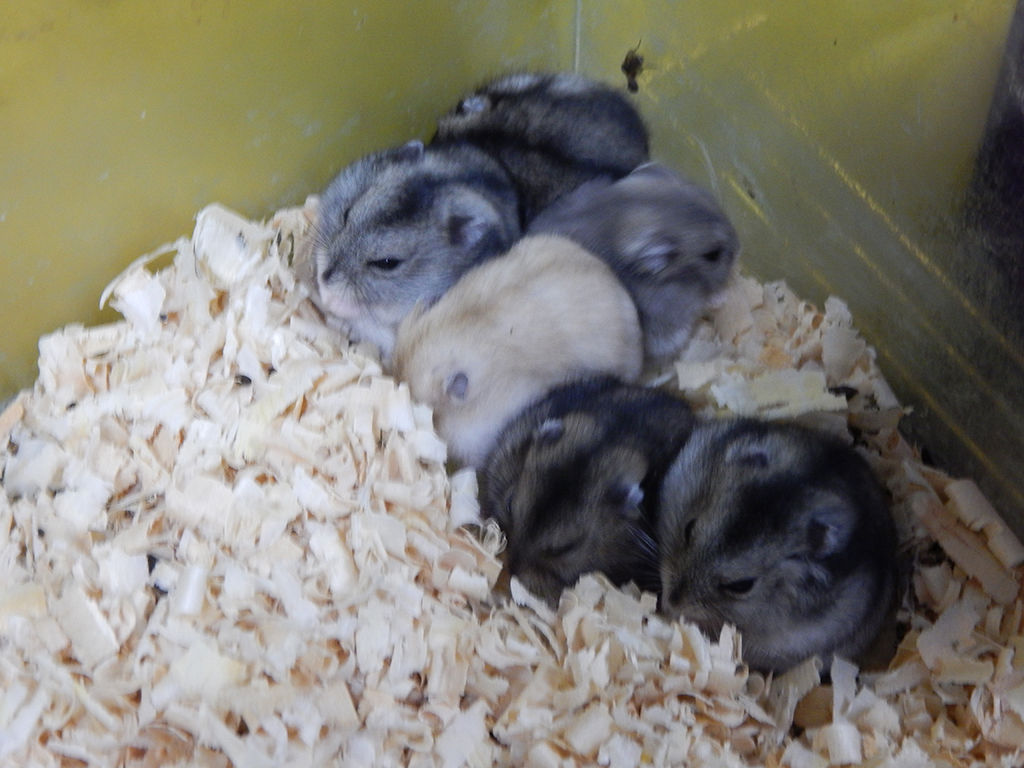 Photo 4 - ANIMAL KINGDOM - Kennels, Pozega