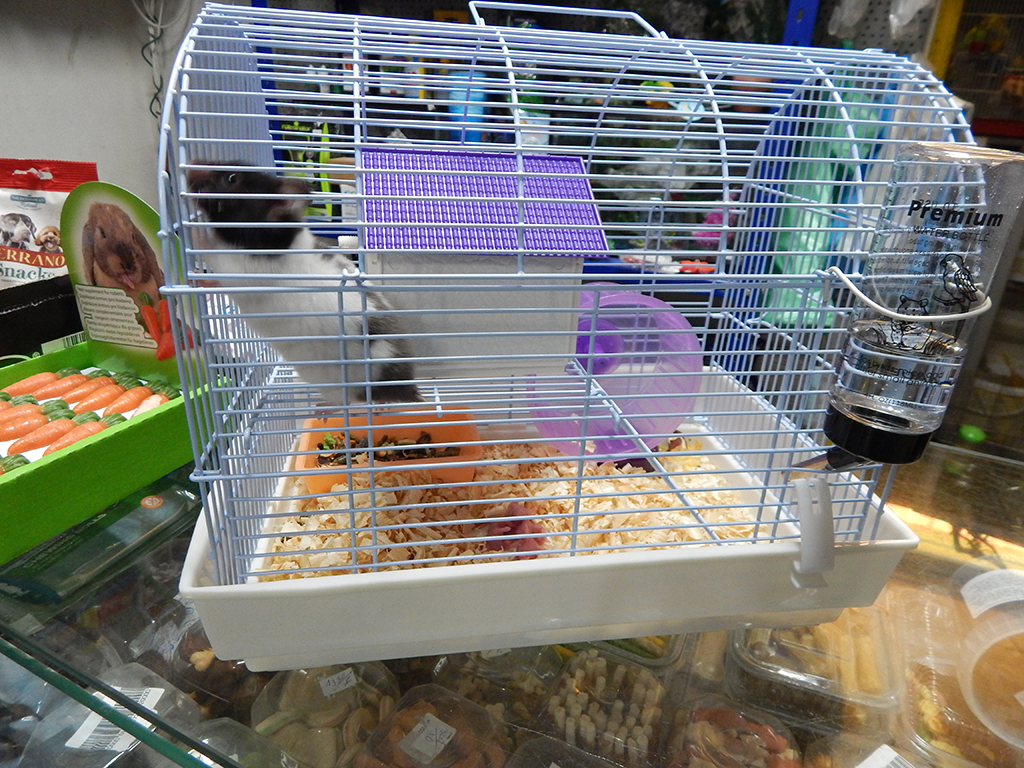 Photo 5 - ANIMAL KINGDOM - Kennels, Pozega
