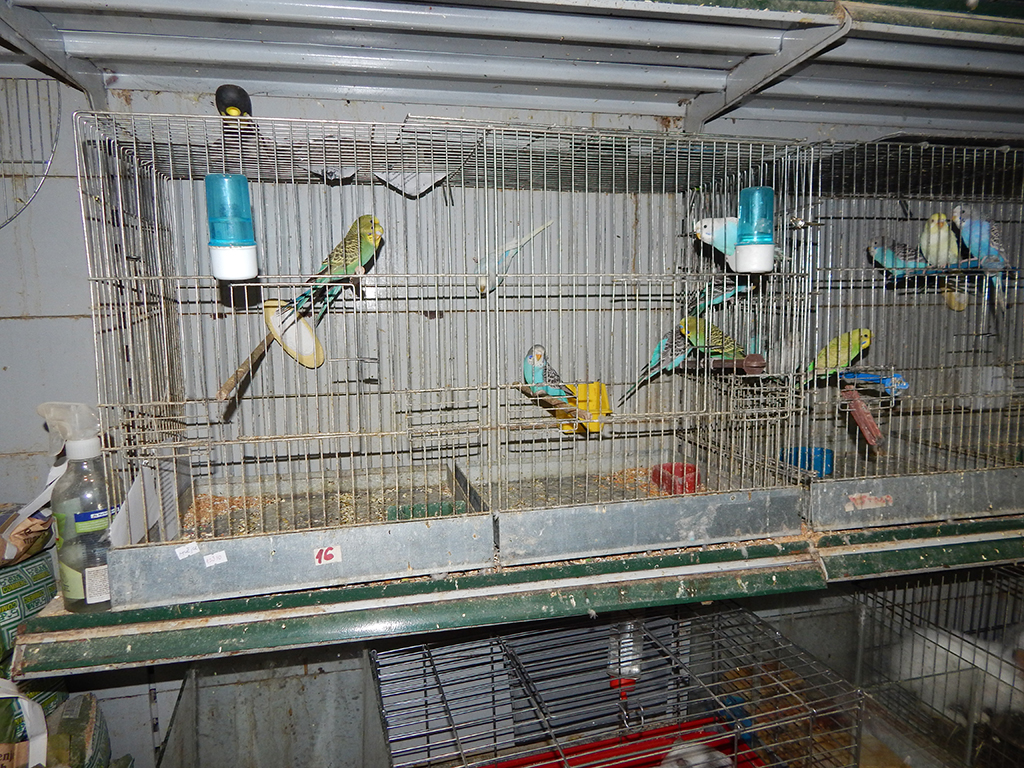 Photo 6 - ANIMAL KINGDOM - Kennels, Pozega