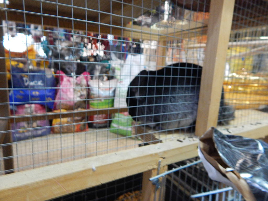 Photo 7 - ANIMAL KINGDOM - Kennels, Pozega