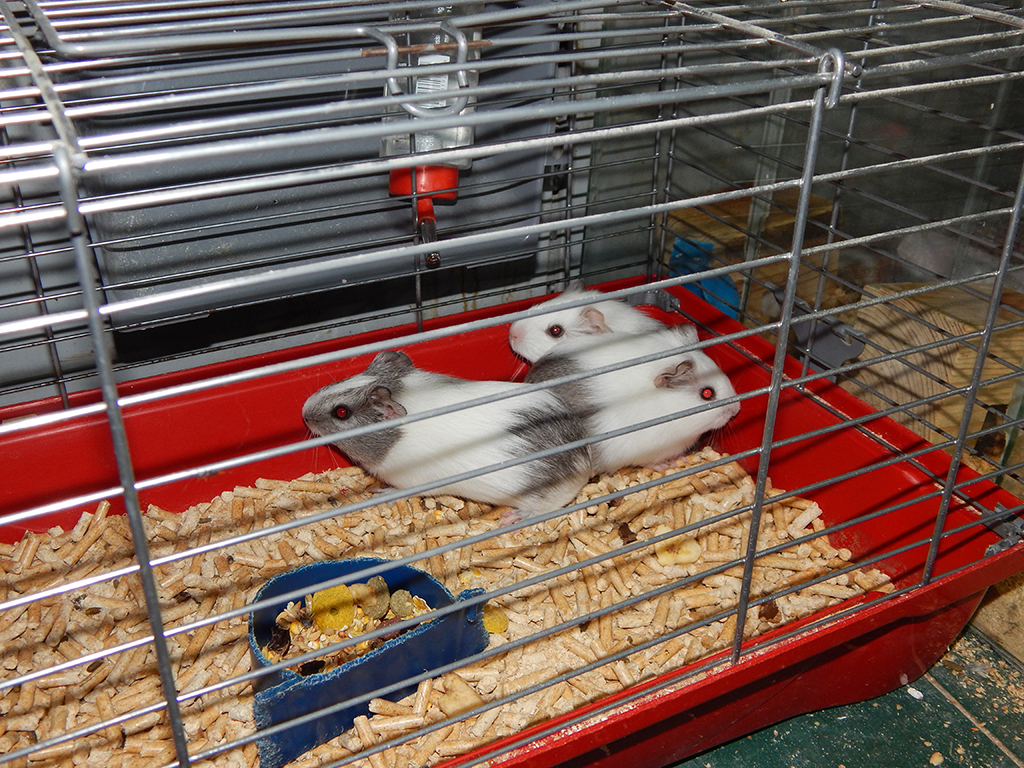Photo 8 - ANIMAL KINGDOM - Kennels, Pozega