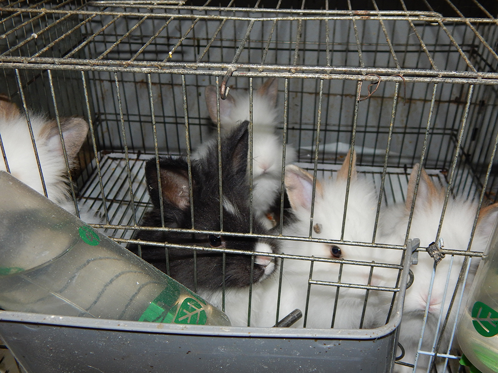 Photo 9 - ANIMAL KINGDOM - Kennels, Pozega