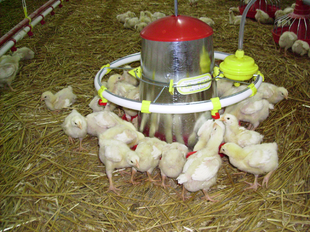 Slika 5 - FEROTERM - Farme, mašine za stočnu hranu, Čačak