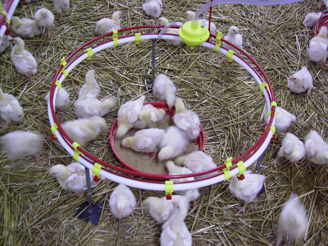 Slika 6 - FEROTERM - Farme, mašine za stočnu hranu, Čačak