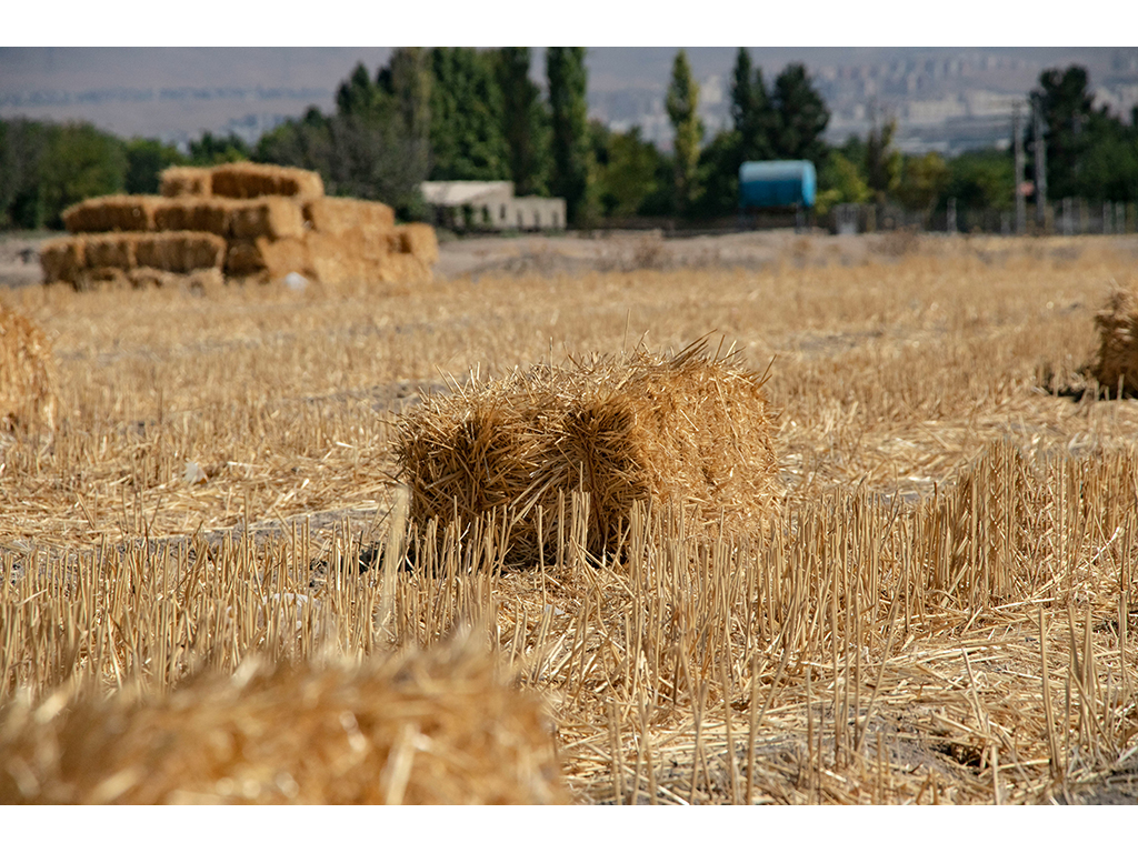 Slika 8 - USLUŽNA OBRADA ZEMLJE - Obrada zemljišta, ratarstvo, Topola
