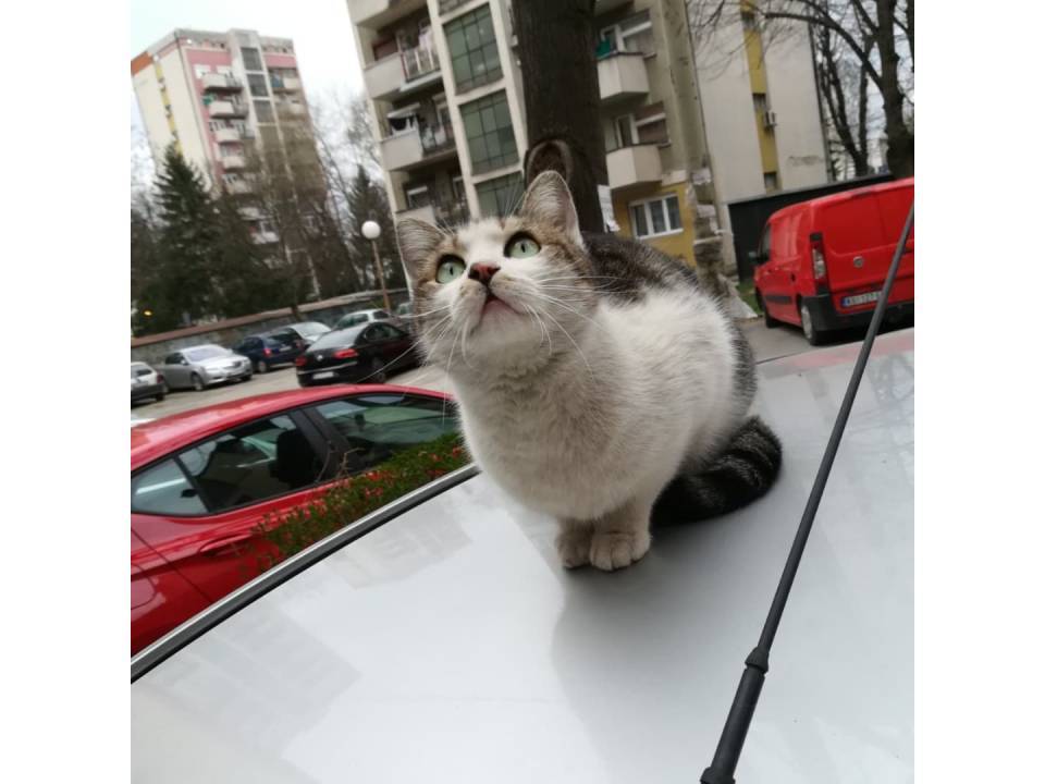 Photo 4 - CATS ARE LOVE - Pet shops, Kragujevac